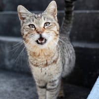 九州F島の猫たち　2025年4月　その3