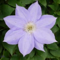 クレマチスの花たち