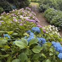 ◆  アジサイ園