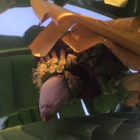 バナナの花を食べてみました！