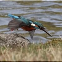 於大公園 ： 野鳥 ・ 翡翠 ・ カワセミ・・・フリー素材ブログ　カワセミ