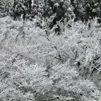 ・