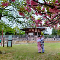 興福寺の桜　　散った桜も多いが、八重桜が咲き誇っていた。（４月18日頃）