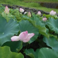 お盆の入の墓参へ