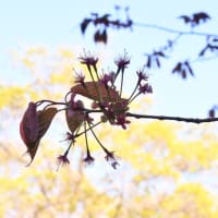 立夏…有珠善光寺の桜