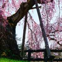 みちのく三大桜の旅（弘前公園）