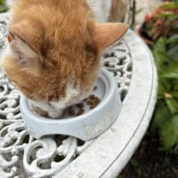 ミチルのガーデニングと、ご飯を催促するニャンコ。
