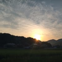 待宵草の空