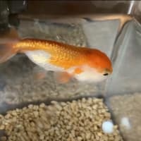 息子が飼っていた金魚