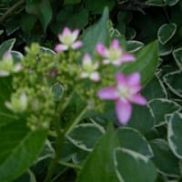 草取りが日課の毎日です。