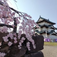 弘前の桜開花