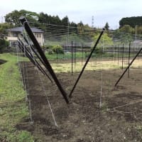 ぶどう棚用雨除け資材 簡易トンネルメッシュ 株式会社アセラ 園芸資材部 ぶどう棚用雨除け資材 簡易トンネルメッシュ 株式会社アセラ 園芸資材部