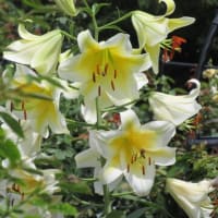 濁川公園の花