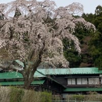 秋田市桜満開