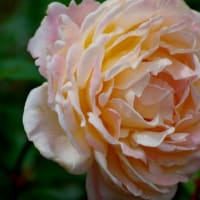 智光山公園の薔薇