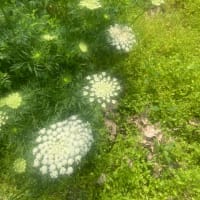 周りの人、こと、物に愛情を注げればありがたい