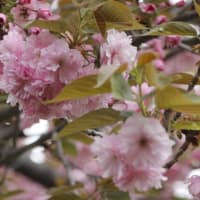 利根運河桜開花情報　２０２４・０４・１６　９：００　八重桜満開