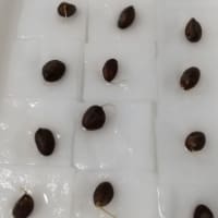 ビワ続報③