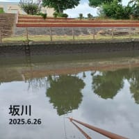 坂川（6月26日）懐古釣行！