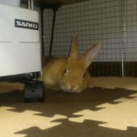 ほりほりー
