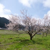 なかなかですの