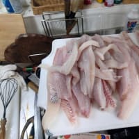 バラシ無し！カルティバ最高