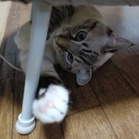 はてなブログに引っ越します