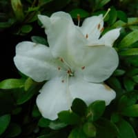 5月23日　今日の写真　花の巡り合い　ﾊﾞﾗ　サツキ・・