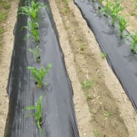 お盆用トウモロコシを間引きして土入れ
