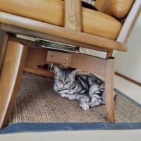 そんなに大人気なのか。。。