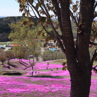 滝上（たきのうえ）の芝桜