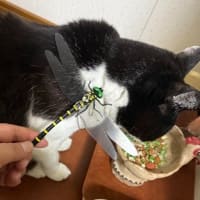 おにやんまくん。