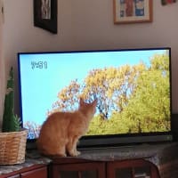 コロナ禍で　猫もテレビを見る