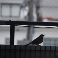 ちょと違う感じがあります。