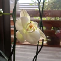わが家の胡蝶蘭また咲いてくれた！　made moth orchid bloom through winter in my room