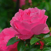 一輪の薔薇