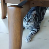 一ノ蔵 純米吟醸