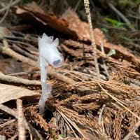 ヘロヘロの医王山