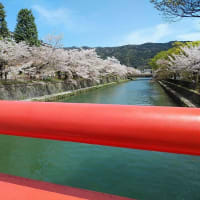 京都・岡崎疎水を行く桜散歩