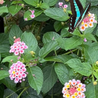アオスジアゲハのスピリチュアルメッセージ〜幸せの青い蝶〜