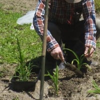 雑穀の稗(ヒエ)を育苗し、畑に植え替え