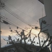 櫻の木に雀 雀…