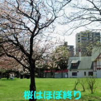 お花見３