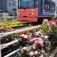 都電と薔薇／荒川車庫前ー荒川遊園地前間