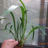 昨年度開花更紗の新芽