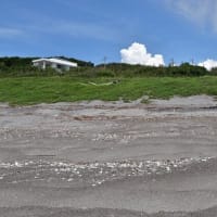 唐芋に水を掛ける　アナグマ被害　2025/06/20（鹿児島）