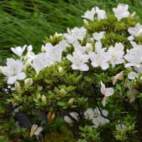 庭のサツキ（２） 白花種