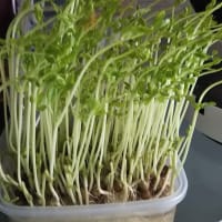 豆苗