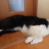 大腸炎になってしまった