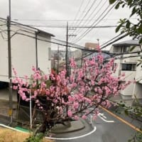 異形鉄筋/やっと桜🌸開花